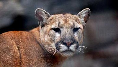 Reports of mountain lion sighting in Acampo prompts search from sheriff's office