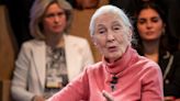 Sunday Conversation: Jane Goodall on Her Mission In 2024, Giving Hope