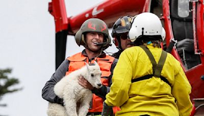Hundreds of mountain goats were flown to a new home. Very few survived.