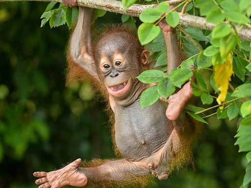 Jungle School teaches orphaned apes to be apes; no that's not a joke | MARK HUGHES COBB