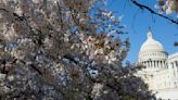 Primero las jacarandas... ahora, los sakuras en Washington florecen antes de tiempo