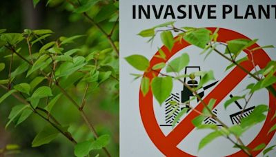 The Japanese Knotweed hotspots in and around Cambridgeshire