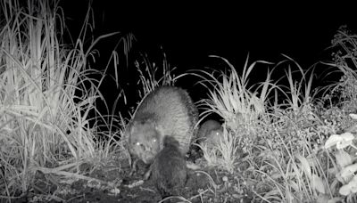 WATCH: Longleat camera captures rare footage of beavers building dams