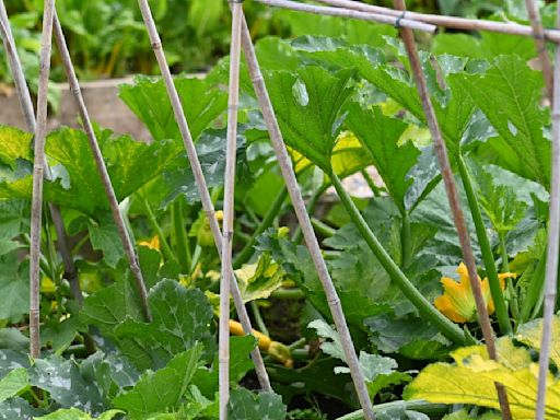 How to Grow Squash Vertically, According to Gardening Pros