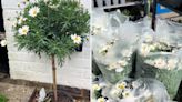 Fans rave about Lidl’s new plants that will beautify your garden for under £10