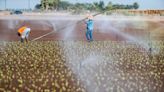 California farmers set to cut use of Colorado River water, temporarily leaving fields dry