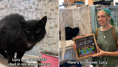 Tears as cat finally adopted after 1145 days in shelter—"here's to forever"