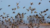 Lawmakers again deny more licenses for out-of-state waterfowl hunters