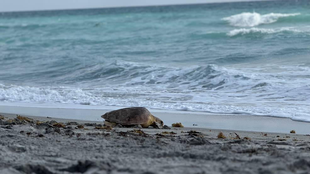 Two rescued sea turtles return to the ocean in Juno Beach