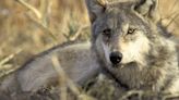 Colorado wolves explore new territories