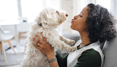 8 ways to get rid of pet smells