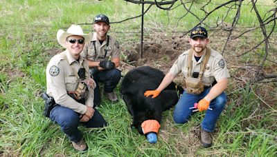 Listen: Tangled bear cub cries for help as Colorado rangers work to free from wire fencing