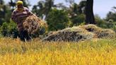 DA to back tariff hike once rice prices fall to P42-45 - BusinessWorld Online