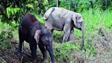 ‘Drop in elephant mortality in state over last four years’