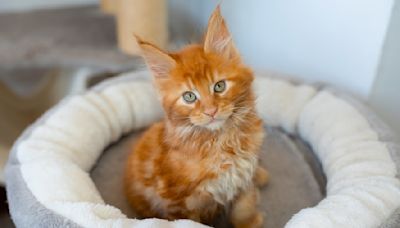 Ginger Maine Coon Kitten Getting 'Left Out' by Litter of White Kitties Brings All the Feels