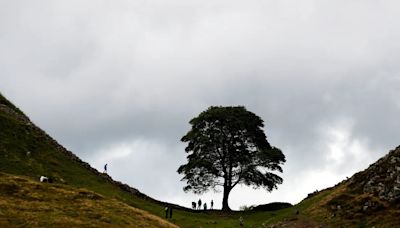 El misterio de uno de los árboles más fotografiados del mundo que apareció en una película de Robin Hood