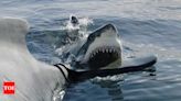 Shark attacks 4 beachgoers at Texas island on fourth of July - Times of India