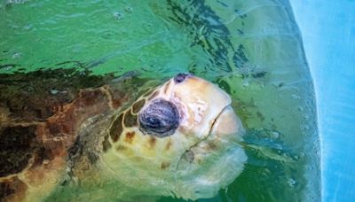 Bubba, a 375-pound sea turtle found wounded in Florida, released into Atlantic Ocean