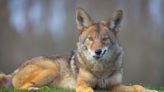 Fairfield unveils coyote management plan at Monday council meeting