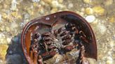 Horseshoe crabs, which have suffered steep declines, get big new endangered species push