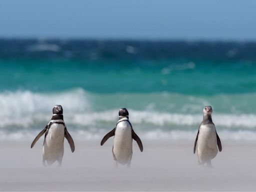 La separación de Messi y Antonela, y las locuras de Dibu: las aventuras de los pingüinos en el Mar Argentino