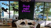 Grab a coffee, adopt a cat: Rock Hill’s new cat cafe has feline furbabies who need homes