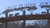 Simba the lion arrives at Great Plains Zoo