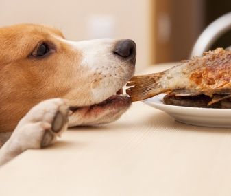 狗狗誤食有毒食物怎辦？ 專家教「3個緊急處置方式」：誤食2物恐癱瘓-台視新聞網
