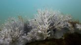 More than 60% of world's coral reefs may have bleached in past year, NOAA says