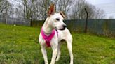 Bouncy stray pup Ella seeks loving home