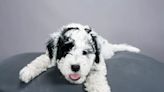 Are Portuguese Water Dogs Good Family Dogs? Friendly With Strangers?