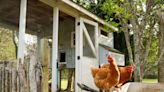 Multistate Salmonella outbreak linked to backyard poultry flocks