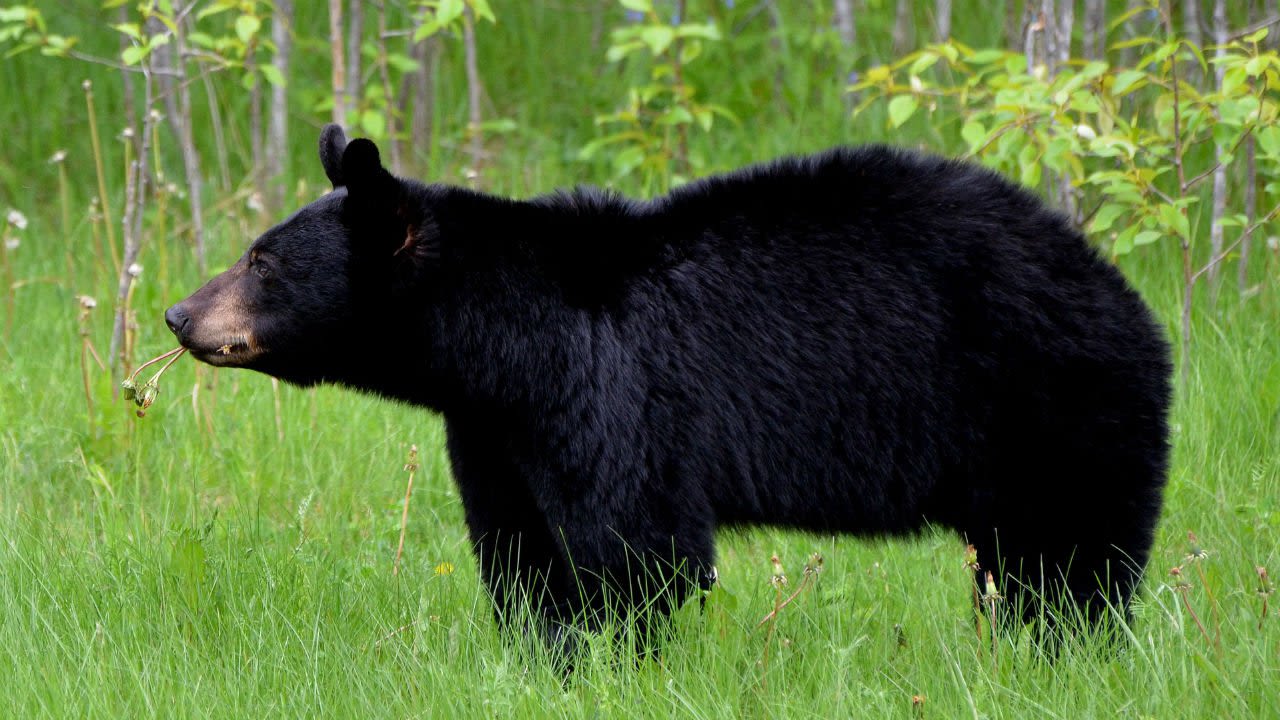 Black bear spotted in Doylestown Township