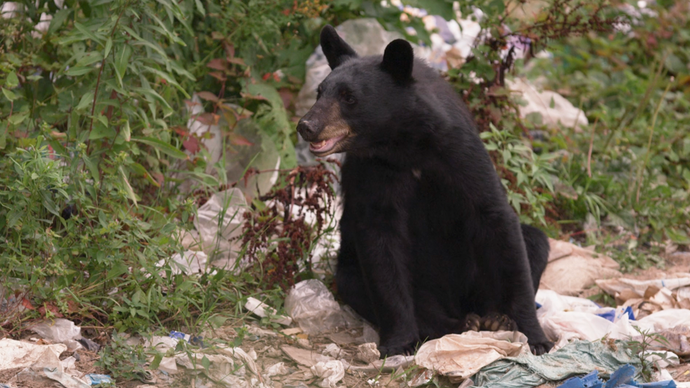 Tennessee ramps up bear safety, litter control ahead of summer travel season