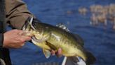 Where to go for bass fishing in NY, CT, to get best bang for your bait, buck