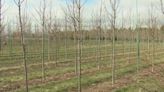 Packers ‘First Down for Trees’ program brings in over 400 trees to Brown County