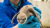 Eleven rare Humboldt penguin chicks welcomed at Chester Zoo