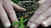 Spring tradition: Greenhouses prepared to bring color and variety to gardens and planters