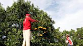 Brazil's orange output to hit over 30-year low on disease, weather