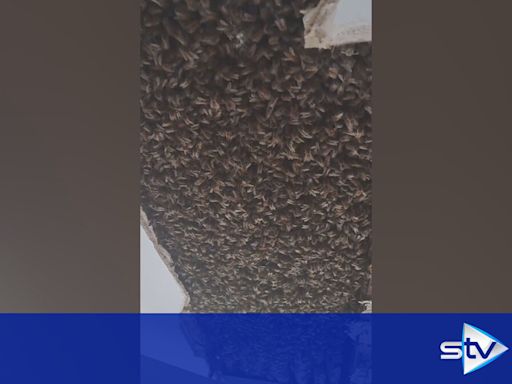 More than 150,000 bees discovered living in ceiling of home