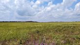 Here's a rare look inside the OLF 8 property. Wetlands and woods offer picturesque view.