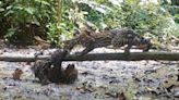 Watch sloth fight off ocelot in incredibly rare footage from deep in the Amazon rainforest