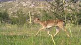 Manavgat's wildlife rebounds three years post-fire in S Türkiye