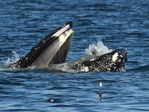 Humpback Whale Accidentally Almost Swallows Seal in Shocking Photo: 'A Sight to See'