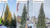 Trafalgar Square Christmas tree given new life with ‘branch transplant’