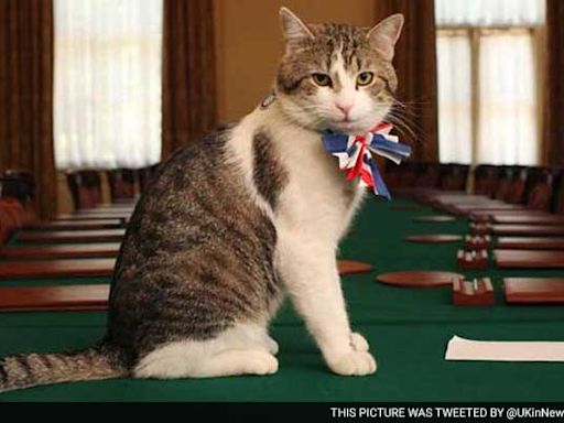 Larry The Cat Awaits Sixth Prime Minister As UK Election Nears