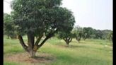 Panchkula Mango orchard auction cancelled amid resident protests
