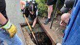 Sparta firefighters help rescue dog stuck in storm drain