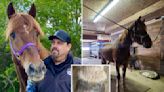 Lame NYC carriage horse snatched from auction, sent to retirement farm