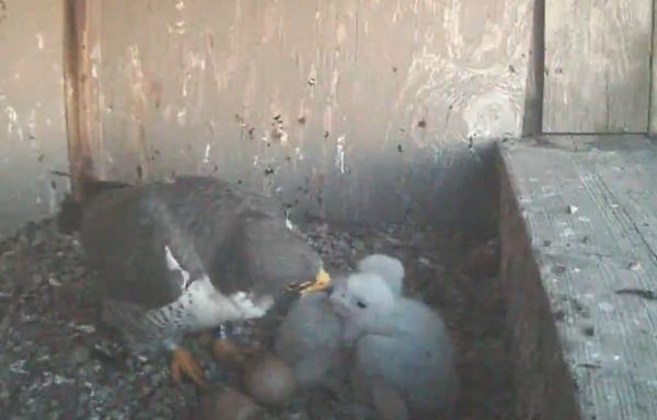 Eggs hatch in South Bend falcon nest. Video link moves to YouTube.